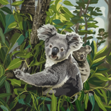 Plaid Creates Koala Reign